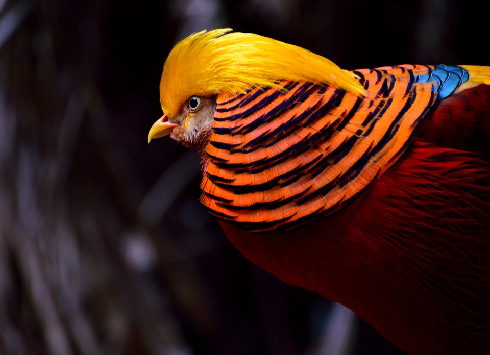 Golden Pheasant - One of the most beautiful bird in the world