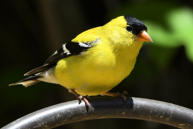 Black and Yellow Bird
