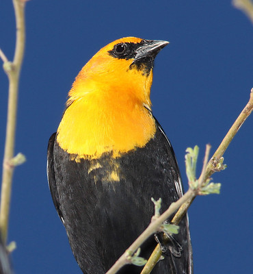 Black Bird Yellow Head