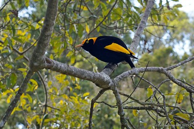 Black Bird Yellow Wings