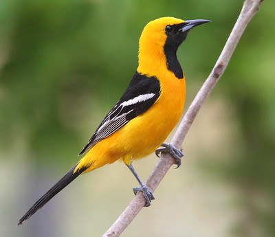 oriole yellow and black bird 3