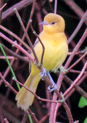 Oriole Yellow and Black bird 