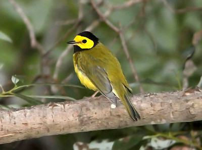 small yellow and black bird 2