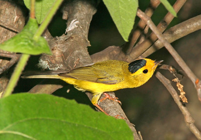 Small Yellow and Black Bird 