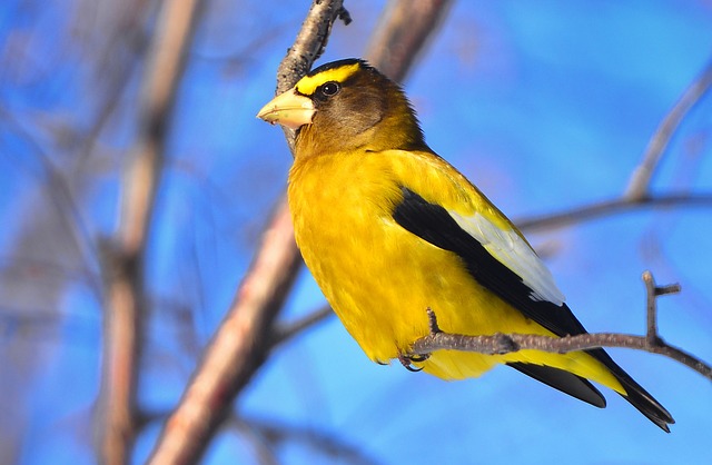 Yellow and Black Bird 2