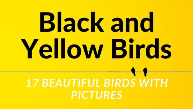 Black and Yellow Birds