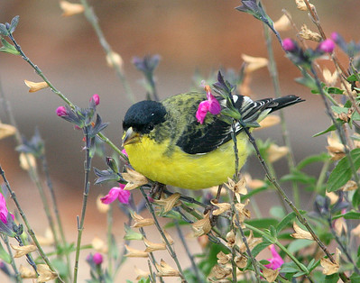 yellow and black bird